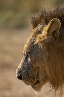 Erkek aslan (Panthera leo) Güney Luangwa Ulusal Parkı, Zambiya 'da dinleniyor.