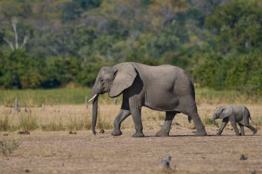 Afrika Fil Sürüsü (Loxodonta africana) Güney Luangwa Ulusal Parkı Zambiya 'da   