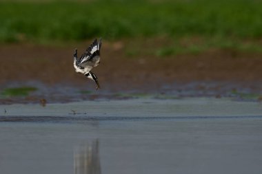 Pied Kingfisher (Ceryle rudis), Güney Luangwa Ulusal Parkı 'ndaki yağmur mevsiminde oluşturulan sığ bir lagünü avlıyor.                               