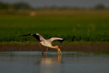 Yellow-billed Stork (Mycteria ibis) feeding on fish in a shallow lagoon created during rainy season in South Luangwa National Park, Zambia clipart