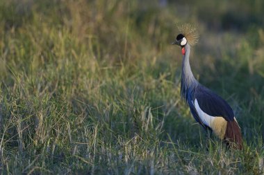 Grey Crowned Crane (Balearica regulorum) in grassland in South Luangwa National Park, Zambia