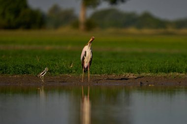 Sarı gagalı leylek (Mycteria ibis), Güney Luangwa Ulusal Parkı, Zambiya 'da yağmur mevsiminde oluşan sığ bir lagünde balıklarla beslenir.