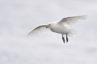 Pale-faced Sheathbill (Chionis albus) coming in to land on the coast of Sea Lion Island in the Falkland Islands. clipart