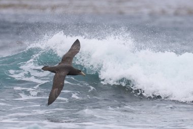 Güney Devi Petrel (Makronectes Giganteus) Falkland Adaları 'ndaki Deniz Aslanı Adası açıklarında alçaktan uçuyor..