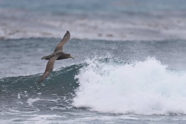 Güney Devi Petrel (Makronectes Giganteus) Falkland Adaları 'ndaki Deniz Aslanı Adası açıklarında alçaktan uçuyor..