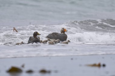 Falkland Buharlı Ördekleri (Tachyeres brachypterus), Falkland Adaları 'ndaki Deniz Aslanı Adası' nda yumurtadan yeni çıkmış civcivlerle karaya çıkıyor..