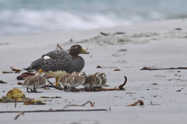 Female Falkland Steamer Duck (Tachyeres brachypterus) with recently hatched chicks on a sandy beach on Sea Lion Island in the Falkland Islands. clipart