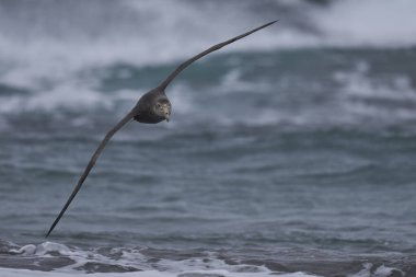 Southern Giant Petrel (Macronectes giganteus) flying low over the sea just off the coast of Sea Lion Island in the Falkland Islands. clipart