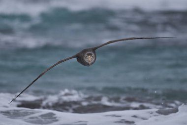 Güney Devi Petrel (Makronectes Giganteus) Falkland Adaları 'ndaki Deniz Aslanı Adası açıklarında alçaktan uçuyor..