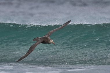 Güney Devi Petrel (Makronectes Giganteus) Falkland Adaları 'ndaki Deniz Aslanı Adası açıklarında alçaktan uçuyor..