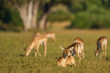 Güney Luangwa Ulusal Parkı Zambiya 'da otlayan Impala (Aepyceros melampus)