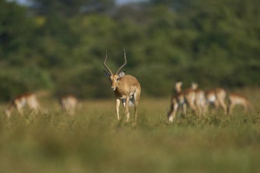 Güney Luangwa Ulusal Parkı Zambiya 'da otlayan Impala (Aepyceros melampus)