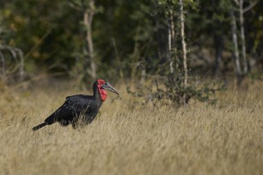 Güney Yeraltı Hornbill (Bucorvus Leader Beateri) Güney Luangwa Ulusal Parkı, Zambiya 'da avını arıyor.