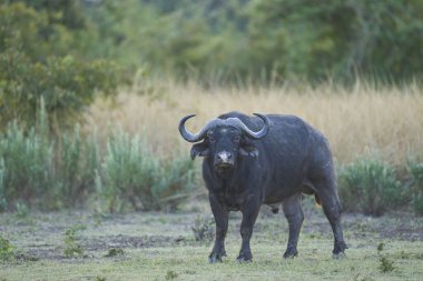 Güney Luangwa Ulusal Parkı, Zambiya 'da büyük erkek Afrika Bufalosu (Syncerus caffer)