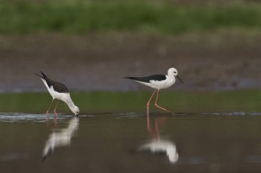 Kara kanatlı Stilt (Himantopus himantopus) Güney Luangwa Ulusal Parkı 'nda sığ bir havuzda besleniyor.