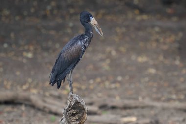 Afrika Açık Tasarısı (Anastomus lamelligerus) Güney Luangwa Ulusal Parkı, Zambiya 'da küçük bir gölde yiyecek arıyor