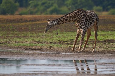 Güney Luangwa Ulusal Parkı 'nda içen Thornicroft zürafası (Giraffa camelopardalis thornicrofti)