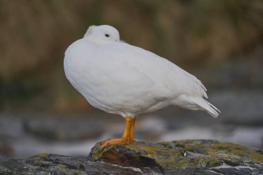 Falkland Adaları 'ndaki Deniz Aslanı Adası kıyılarında dinlenen Erkek Kelp Kaz (Chloephaga hybrida malvinarum).
