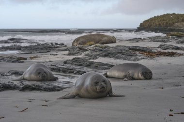 Güney Deniz fili pups (Mirounga leonina) Sealion Adası Falkland Adaları'nda kumlu bir plaj üzerinde.