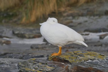 Falkland Adaları 'ndaki Deniz Aslanı Adası kıyılarında dinlenen Erkek Kelp Kaz (Chloephaga hybrida malvinarum).