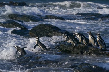 Bir grup Macellan Pengueni (Spheniscus magellanicus) Falkland Adaları 'ndaki Sea Lion Adası' nda denize açılıyorlar..