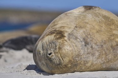 Falkland Adaları 'ndaki Deniz Aslanı Adası' nda kumlu bir plajda yatan dişi Güney Fil Foku (Mirounga Leonina).