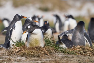 Gentoo Penguin (Pygoscelis papua) colony on Sea Lion Island in the Falkland Islands. clipart