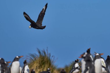 Falkland Skua (Catharacta antarctica) in flight with stolen Gentoo Penguin egg in its beak on Sea Lion Island in the Falkland Islands. clipart