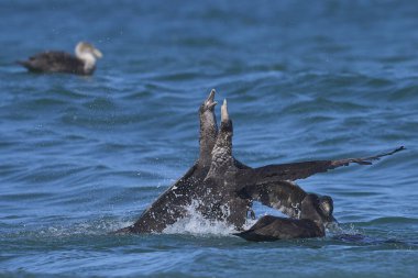 Southern Giant Petrels (Macronectes giganteus) squabbling in the waves along the coast of Sea Lion Island in the Falkland Islands. clipart