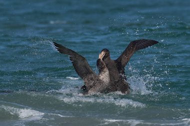 Güney Devi Petrels (Makronectes Giganteus) Falkland Adaları 'ndaki Deniz Aslanı Adası kıyıları boyunca dalgalar arasında didişir durur..
