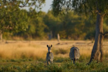 Crawshay zebrası (Equus quagga crawshayi) Güney Luangwa Ulusal Parkı, Zambiya 'da otluyor.