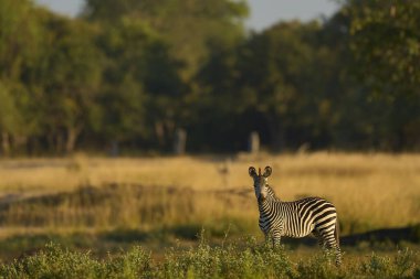 Crawshay's zebra (Equus quagga crawshayi) grazing in South Luangwa National Park, Zambia clipart