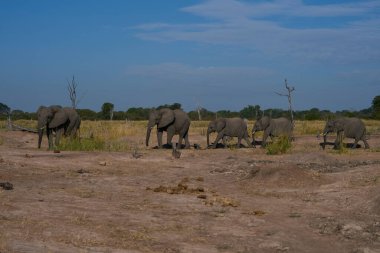 Afrika Fil Sürüsü (Loxodonta africana) Güney Luangwa Ulusal Parkı Zambiya 'da   