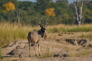 Erkek Büyük Kudu (Tragelaphus strepsiceros) Güney Luangwa Ulusal Parkı, Zambiya