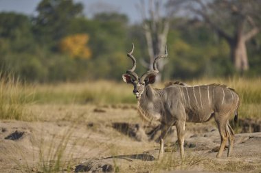 Erkek Büyük Kudu (Tragelaphus strepsiceros) Güney Luangwa Ulusal Parkı, Zambiya