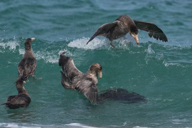 Güney Devi Petrels (Makronectes Giganteus) Falkland Adaları 'ndaki Deniz Aslanı Adası' nın kıyısındaki bir fok yavrusunun leşinden beslenmek için denizde toplanır..