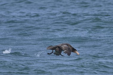 Falkland Adaları 'ndaki Sea Lion Adası kıyılarından havalanan Güney Dev Petrels (Macronectes giganteus).