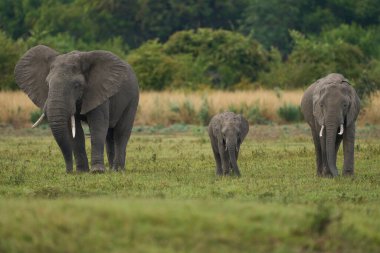 Boğa Afrika Fili (Loxodonta africana), Güney Luangwa Ulusal Parkı Zambiya 'da bir grup dişi fil ve yavruyu takip ediyor olmalı.   