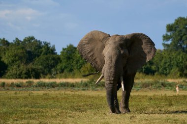 Bull African Elephant (Loxodonta africana) in musth following a group of female elephants and young in South Luangwa National Park, Zambia    clipart