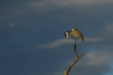 Siyah başlı balıkçıl (Ardea melanocephala) Güney Luangwa Ulusal Parkı, Zambiya 'da ölü bir ağaca tünemektedir.