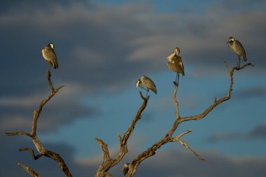 Black-headed heron (Ardea melanocephala) roosting in a dead tree in South Luangwa National Park, Zambia clipart