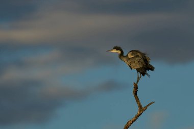Siyah başlı balıkçıl (Ardea melanocephala) Güney Luangwa Ulusal Parkı, Zambiya 'da ölü bir ağaca tünemektedir.