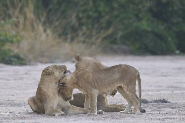 Dişi aslan (Panthera leo) ve üç büyük yavru Güney Luangwa Ulusal Parkı, Zambiya 'da bir kum nehir yatağında dinleniyor.