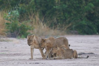 Dişi aslan (Panthera leo) ve üç büyük yavru Güney Luangwa Ulusal Parkı, Zambiya 'da bir kum nehir yatağında dinleniyor.