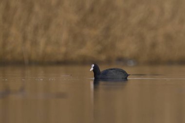 Somerset Düzey 'de Somerset, İngiltere' de bir gölde yüzen Avrasya yaban ördekleri (Fulica atra).  