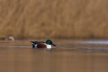 Erkek Kürekçi (Anas clypeata) Somerset düzleminde Somerset, İngiltere 'de bir gölde yüzüyor.     