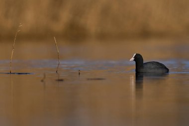 Somerset Düzey 'de Somerset, İngiltere' de bir gölde yüzen Avrasya yaban ördekleri (Fulica atra).  
