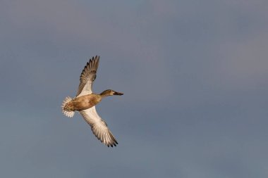 Kadın Kürekçi (Anas clypeata) Somerset Düzey, İngiltere 'de sazlıklar arasında uçuyor.      