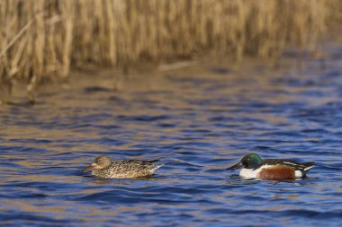 Somerset düzleminde Somerset, İngiltere 'de bir gölde yüzen Kürekçi (Anas clypeata) çifti.                     