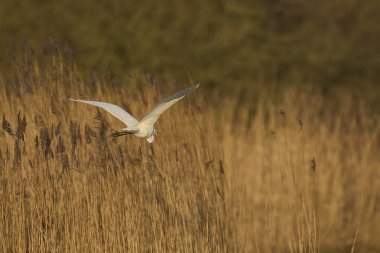 Büyük Beyaz Akbalıkçıl (Ardea alba) Somerset Düzey, İngiltere 'de sazlıklar üzerinde uçar.